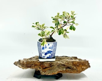 Drzewko bonsai karłowatego fikusa: rzadka tropikalna roślina doniczkowa