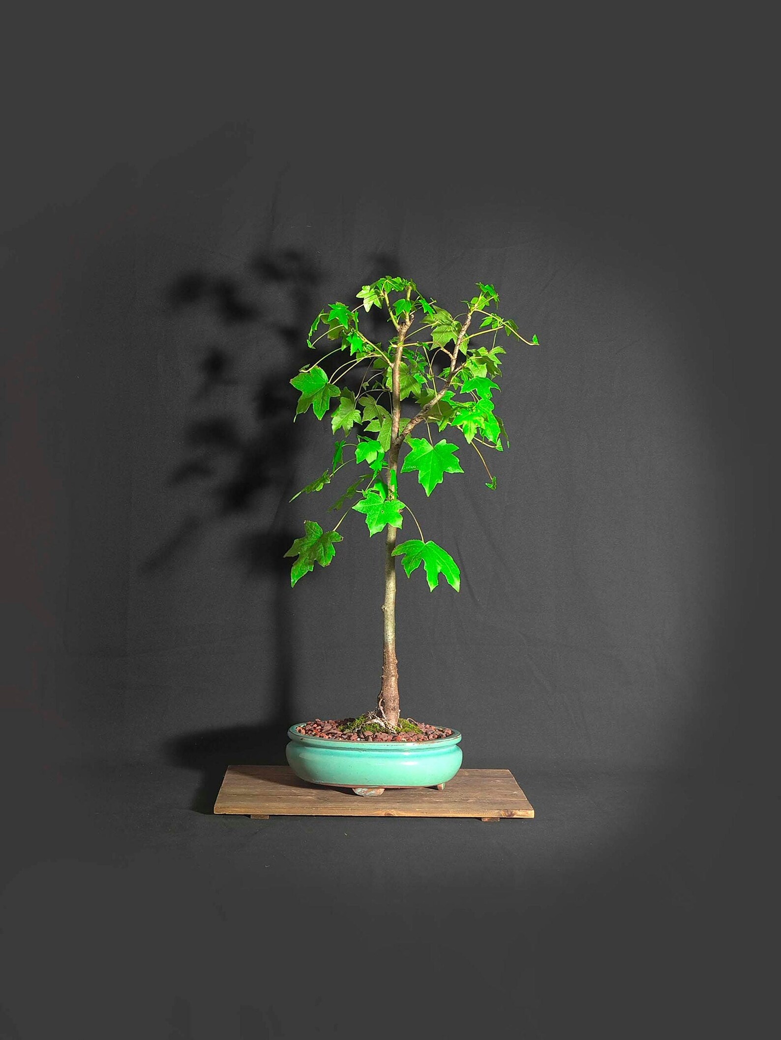 Sweet gum bonsai tree Bonsai mania collection from | Etsy