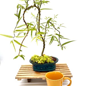 Floridian Wetland Willow Bonsai – Salix caroliniana – Weeping Style – Exact Tree in Glazed Pot