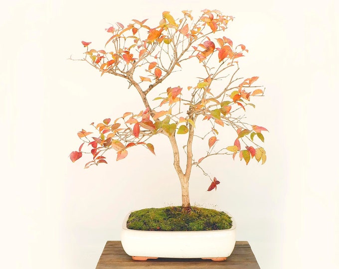 Surinam Cherry Bonsai Tree, exotic Fruits Collection From Rare and