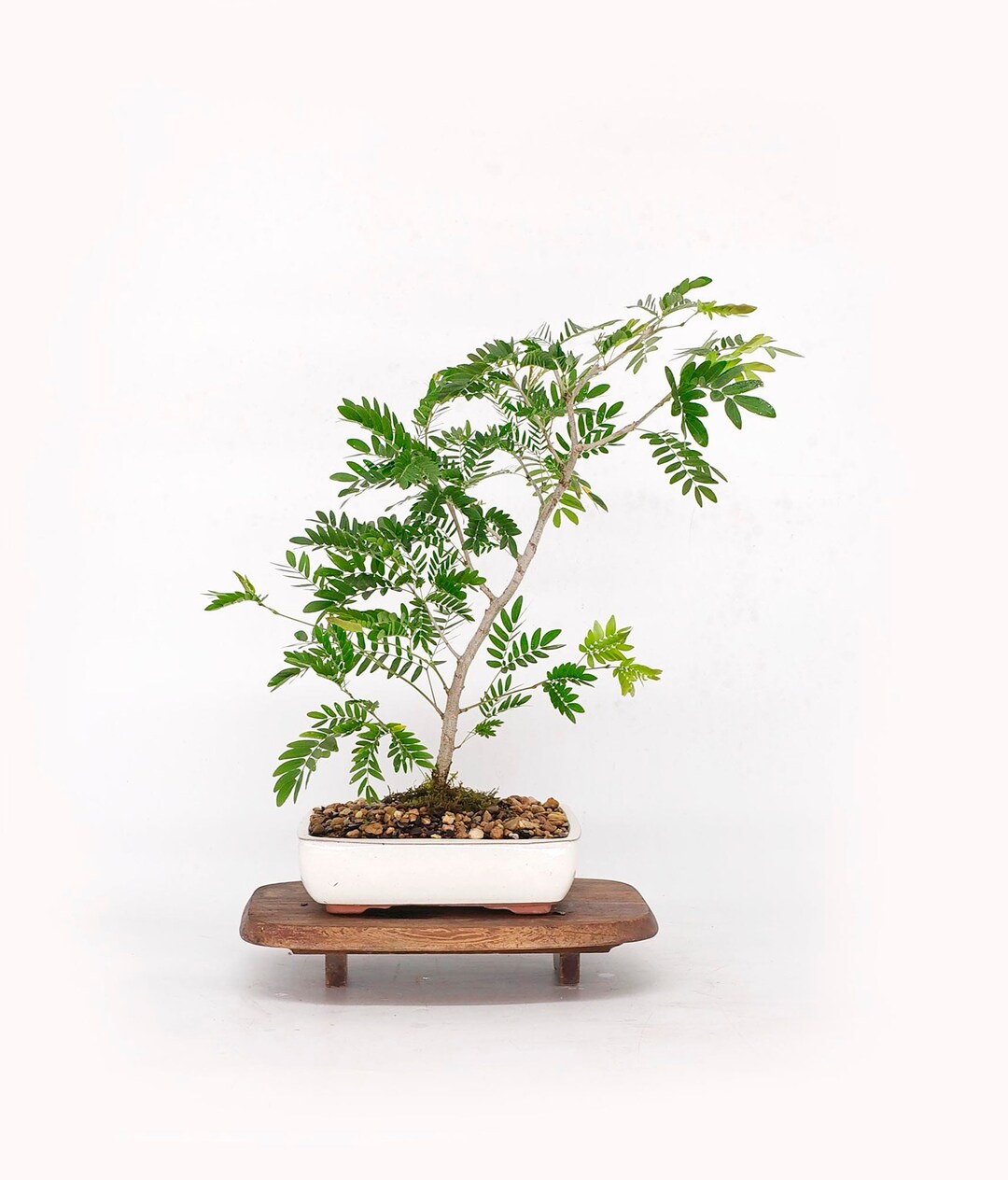 White Powder Puff Bonsai Tree rare sill Bud Etsy