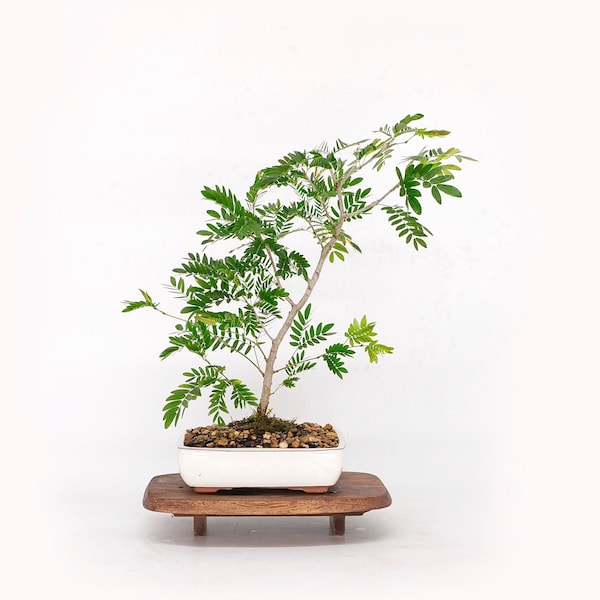 White Powder Puff bonsai tree (rare), "Sill bud" collection from Rare and Exotic Bonsai