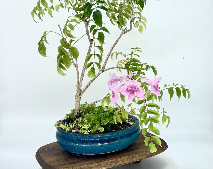 Rare Pink Cape Honeysuckle Bonsai Tree therapy Collection From Rare and