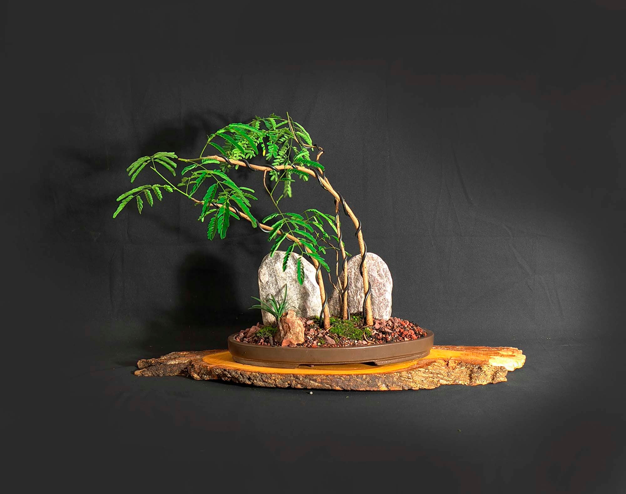 Tropical Mimosa bonsai tree landscape composition Wake Etsy