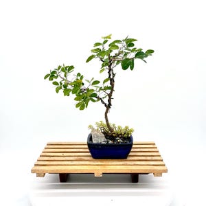Manila Tamarind Bonsai Tree: Edible Exotic Fruit, Glazed Container