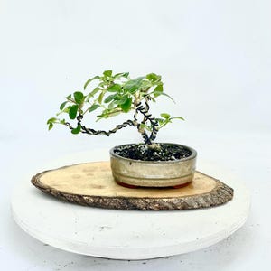 Red Mandarin Hat bonsai tree, &quot;Sill bud&quot; collection from Rare and Exotic Bonsai