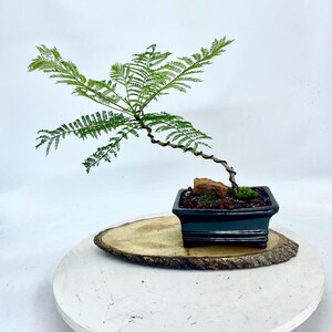 Dwarf Jacaranda Bonsai Tree, summer Showcase" Collection From Rare and  Exotic Bonsai - Etsy