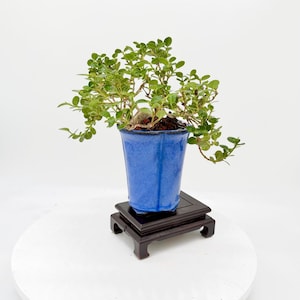 May include: A small green bonsai tree with rounded leaves planted in a vibrant blue, fluted ceramic pot. The pot rests on a dark brown, rectangular wooden display stand with four short, curved legs, showcasing a balanced and structured appearance.