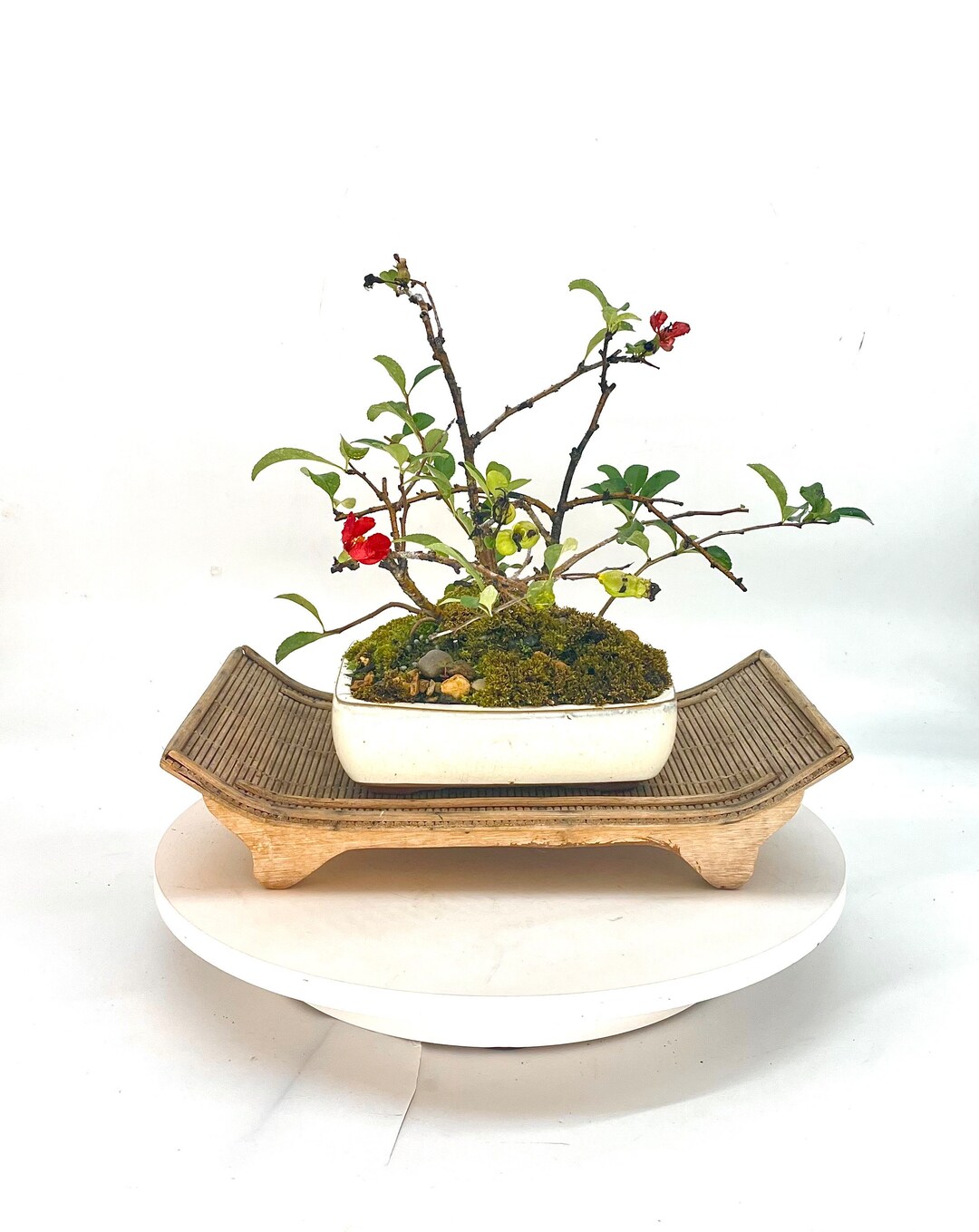 Japanese Quince Bonsai Tree, winter Showcase Collection From Rare and