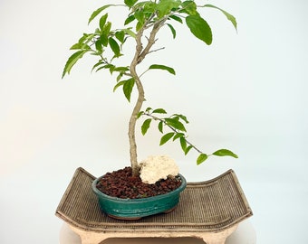 Rare Japanese Lantern Hibiscus bonsai tree "Natural maneuver" collection from Rare and Exotic Bonsai