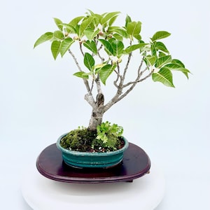 Ficus Ingens Bonsai Tree: Rare Fig, Green Elegance