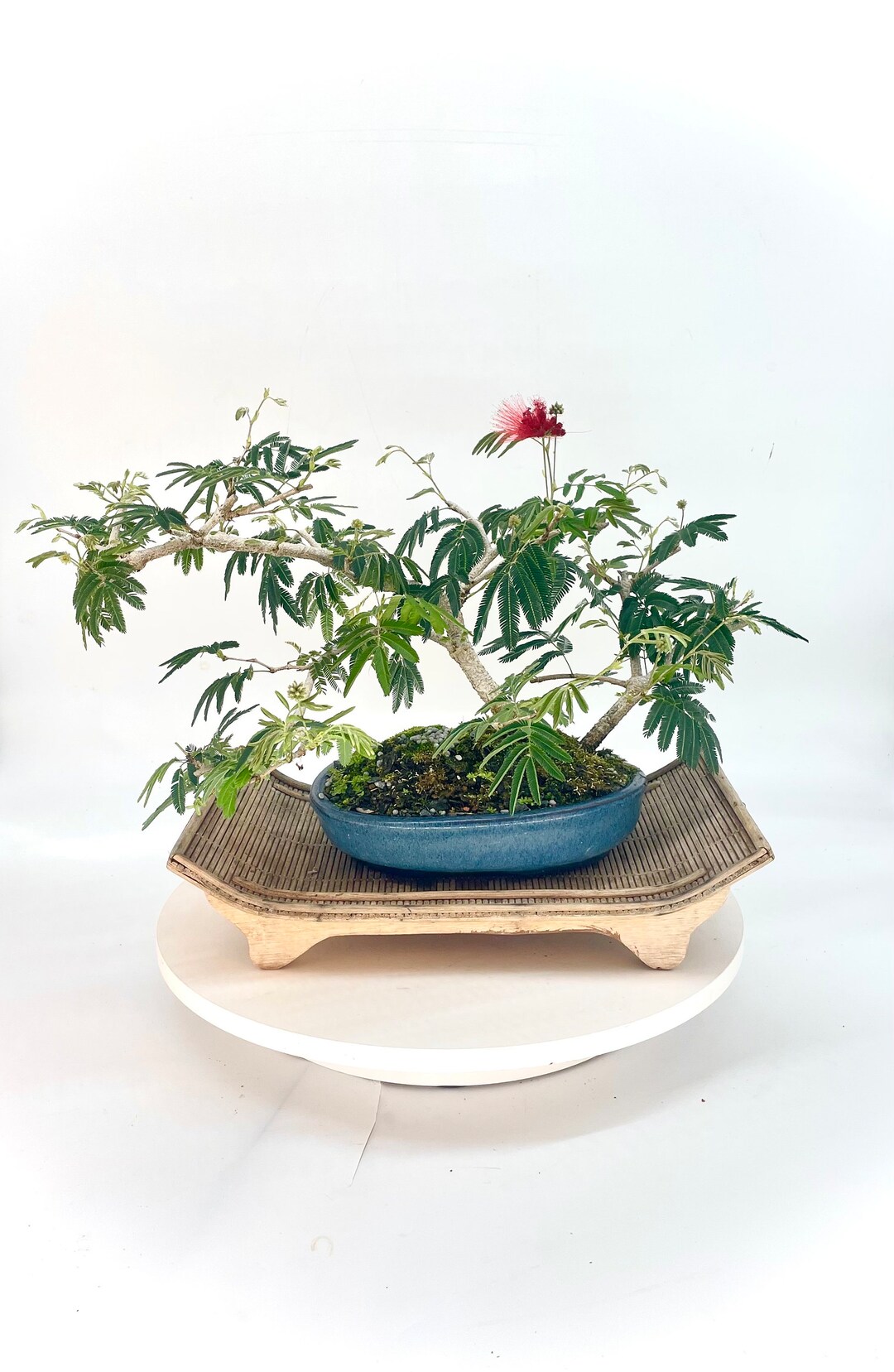 Mexican Powder Puff rare Bonsai Tree winter Etsy