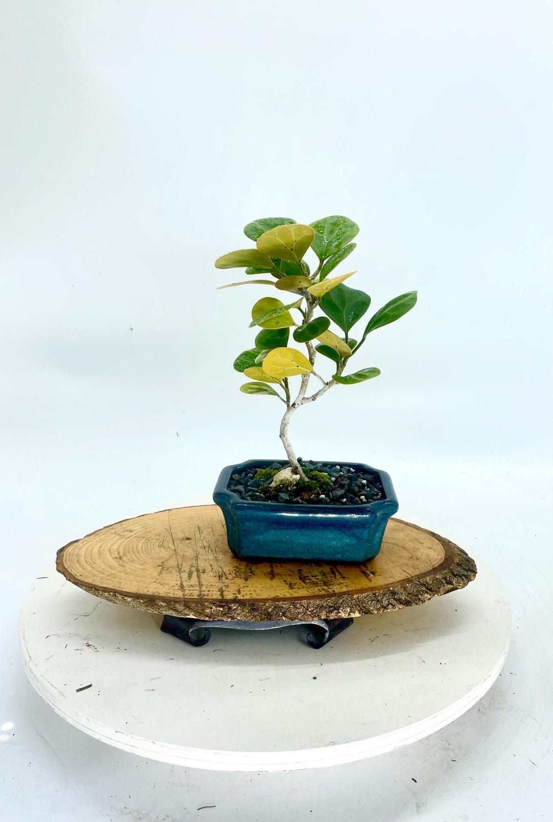 Rare Ficus Tree Rare Ficus Deltoidea Bonsai Tree: Glazed Pot, Tropical Indoor Plant - Etsy