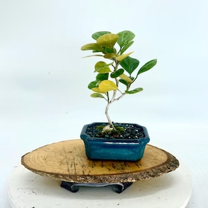 Peut inclure: Un petit bonsaï aux feuilles vertes et jaunes dans un pot carré bleu sarcelle. Le bonsaï est posé sur une tranche de bois ronde et naturelle, présentée sur une surface blanche. L'arbre a un tronc fin et est une version miniature d'un arbre plus grand.