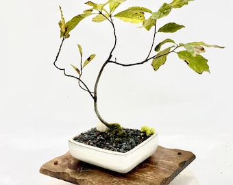 Southern Red Oak Bonsai Tree "relative Scale" Collection From Rare and  Exotic Bonsai - Etsy