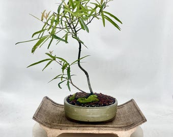 Southern Red Oak Bonsai Tree "relative Scale" Collection From Rare and  Exotic Bonsai - Etsy
