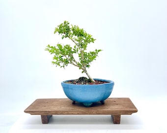 Miniature Landscape Bonsai with Rare Kingsville Boxwood & Illuminated Ceramic Cottage