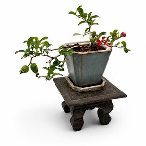 Quince Bonsai Tree - Etsy
