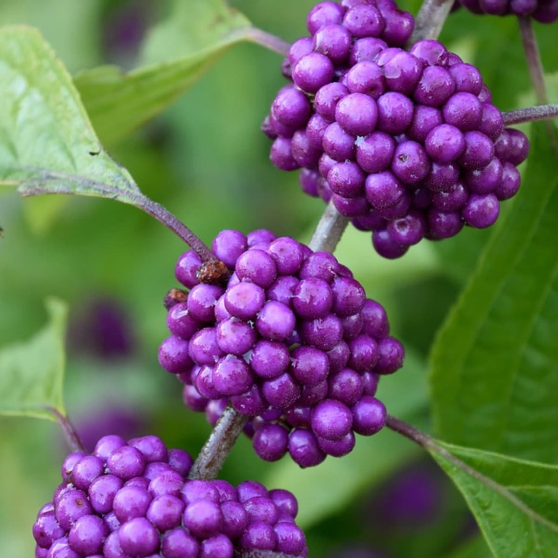 Callicarpa bonsai tree Grand opening collection Etsy
