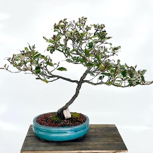 Japanese Silverberry bonsai tree, "Live Art" collection from "Rare and Exotic Bonsai"