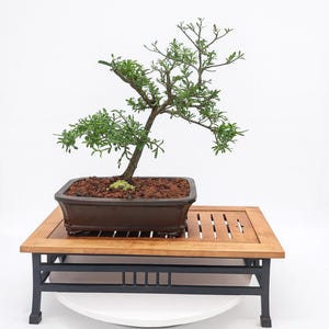 May include: A bonsai tree with green leaves and a brown trunk sits in a dark brown rectangular pot. The pot rests on a wooden table with a black metal frame. The table has a white base.