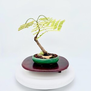 Royal Flamboyant Poinciana Bonsai Tree, "wake up the World!" Collection  From "rare and Exotic Bonsai" - Etsy
