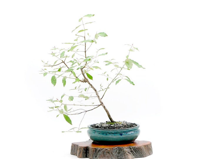 Australian Rainbow Eucalyptus Bonsai Tree, rescue Your Soul Collection