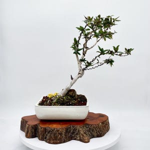 Honeysuckle Bonsai - Etsy