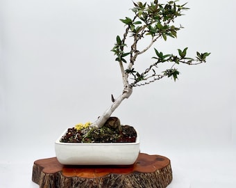 Japanese Honeysuckle Bonsai Tree Live Plant Lonicera Japonica Indoor Outdoor Bonsai Handmade Styled Tree
