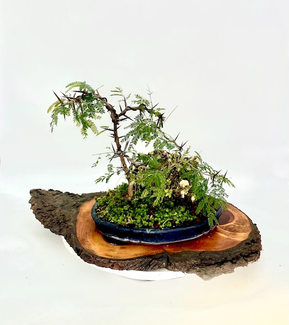 ginseng bonsai cura Ficus Ginseng  Burford Garden Co