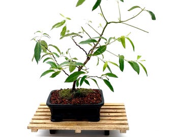 Rainbow Eucalyptus Bonsai Tree Eucalyptus deglupta Rare Color Changing Bark Bonsai Hand Styled Living Art in Glazed Container