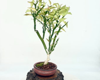 Euphorbia tithymaloides bonsai tree "Natural maneuver" collection from Rare and Exotic Bonsai exotic succulent requiring minimal care.