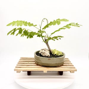 Flamboyant Bonsai - Etsy