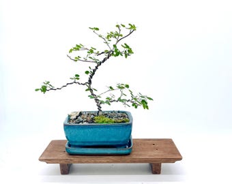 Orchidées bonsaï naines rares de Hong Kong : arbre tropical miniature avec des fleurs semblables à des orchidées