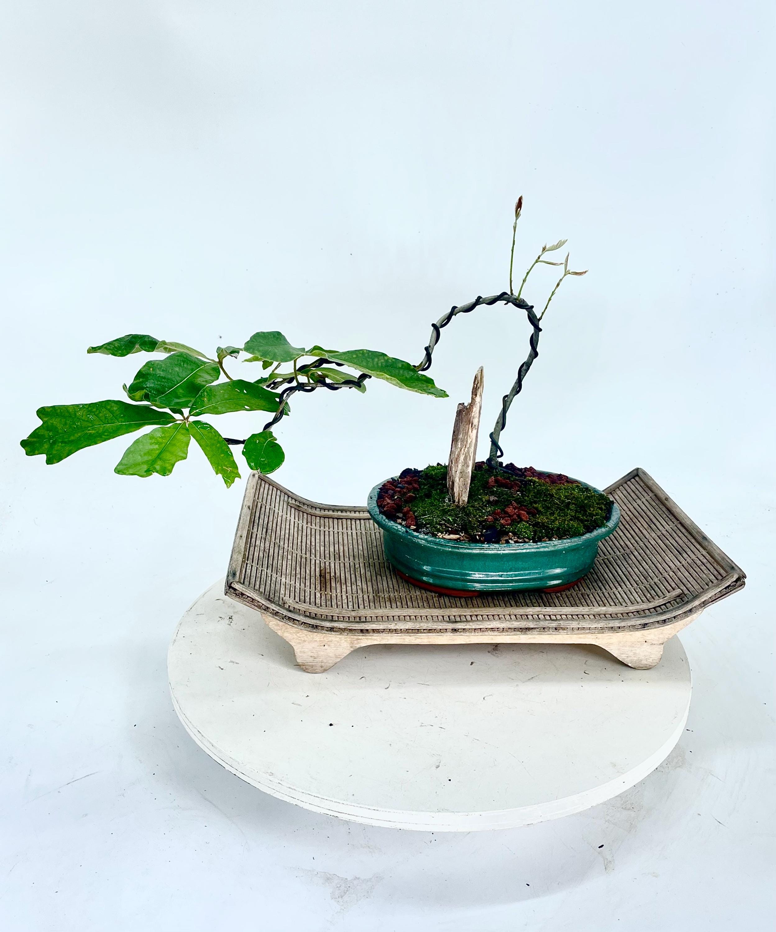natural fertilizer for indoor plants Espoma 8 Ounce Concentrated Organic Indoor Plant Food main image 1