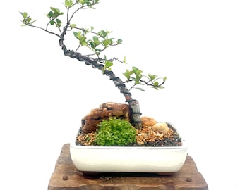 Rare Craterostoma Fig Bonsai Tree Mini Landscape Composition Handmade Styled Bonsai Unique Specimen