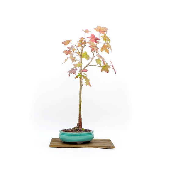 Sweet Gum Bonsai Tree bonsai Mania Collection From | Etsy