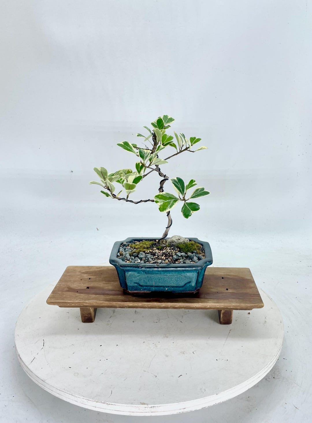 Dwarf Variegated Ficus Bonsai Tree: Rare Tropical Indoor Plant - Etsy