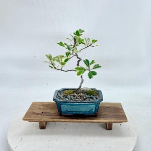 Drzewko bonsai karłowatego fikusa: rzadka tropikalna roślina doniczkowa
