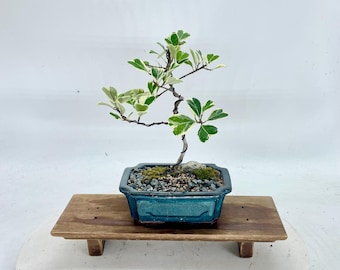 Dwarf Variegated Ficus Bonsai Tree: Rare Tropical Indoor Plant - Etsy