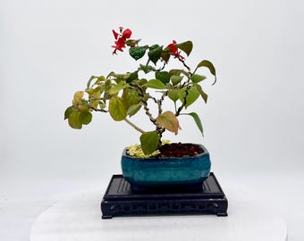 Rare Mandarin Hat Bonsai Tree: Orange Blooming Flowering Specimen, Handmade Styled Plant