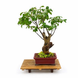 Lilac Bonsai Tree - Etsy