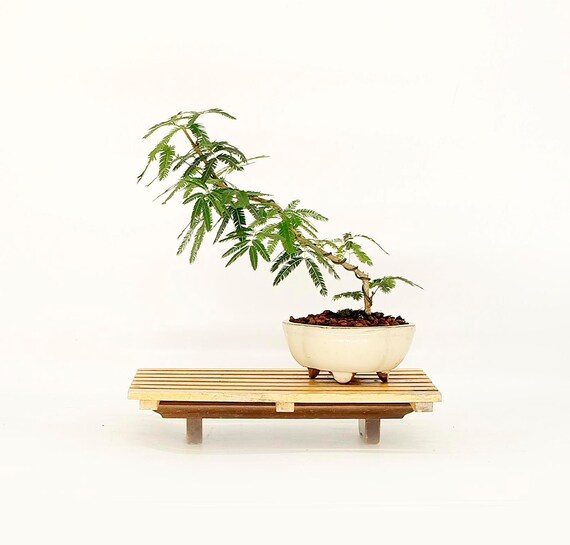 Mexican Powder Puff rare Bonsai Tree unique Etsy