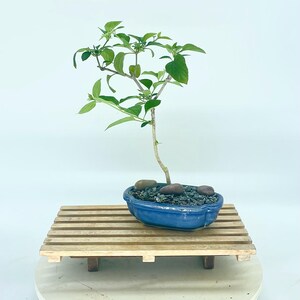 Red Mandarin Hat bonsai tree, &quot;Sill bud&quot; collection from Rare and Exotic Bonsai