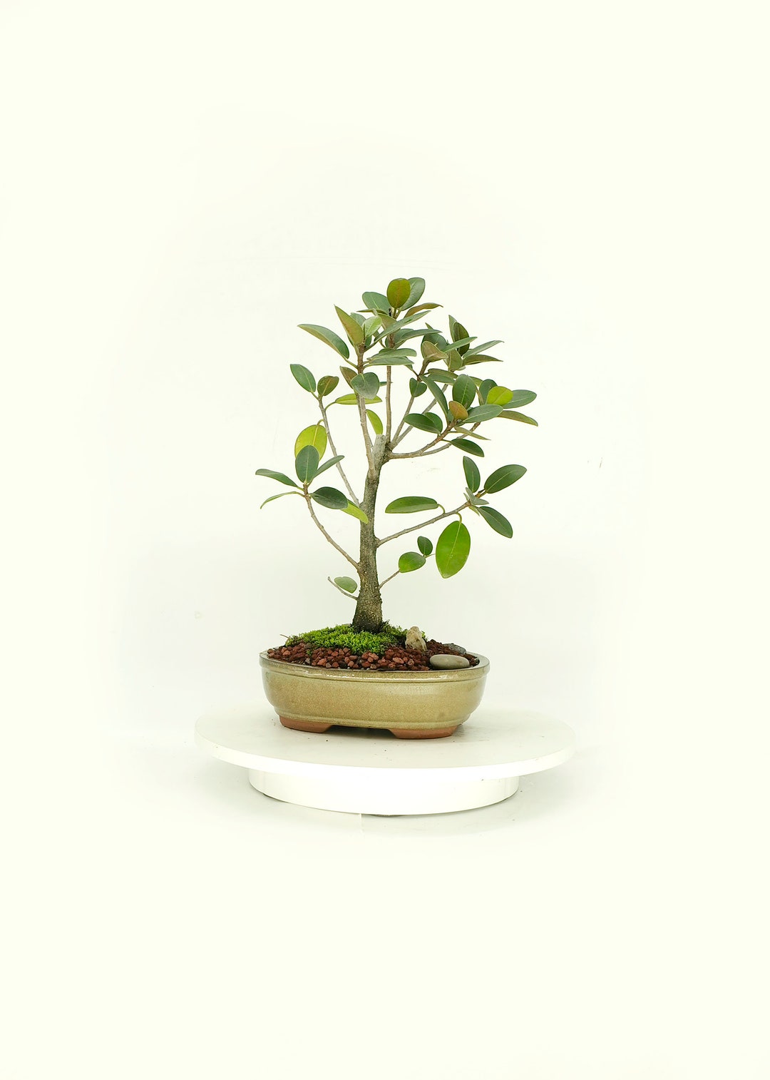 Port Jackson Fig Bonsai Tree green Elegance Etsy