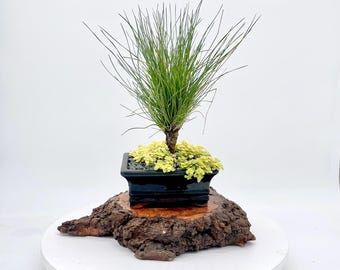 Long Needle Pine Bonsai – Florida Native Outdoor Tree in Glazed Pot