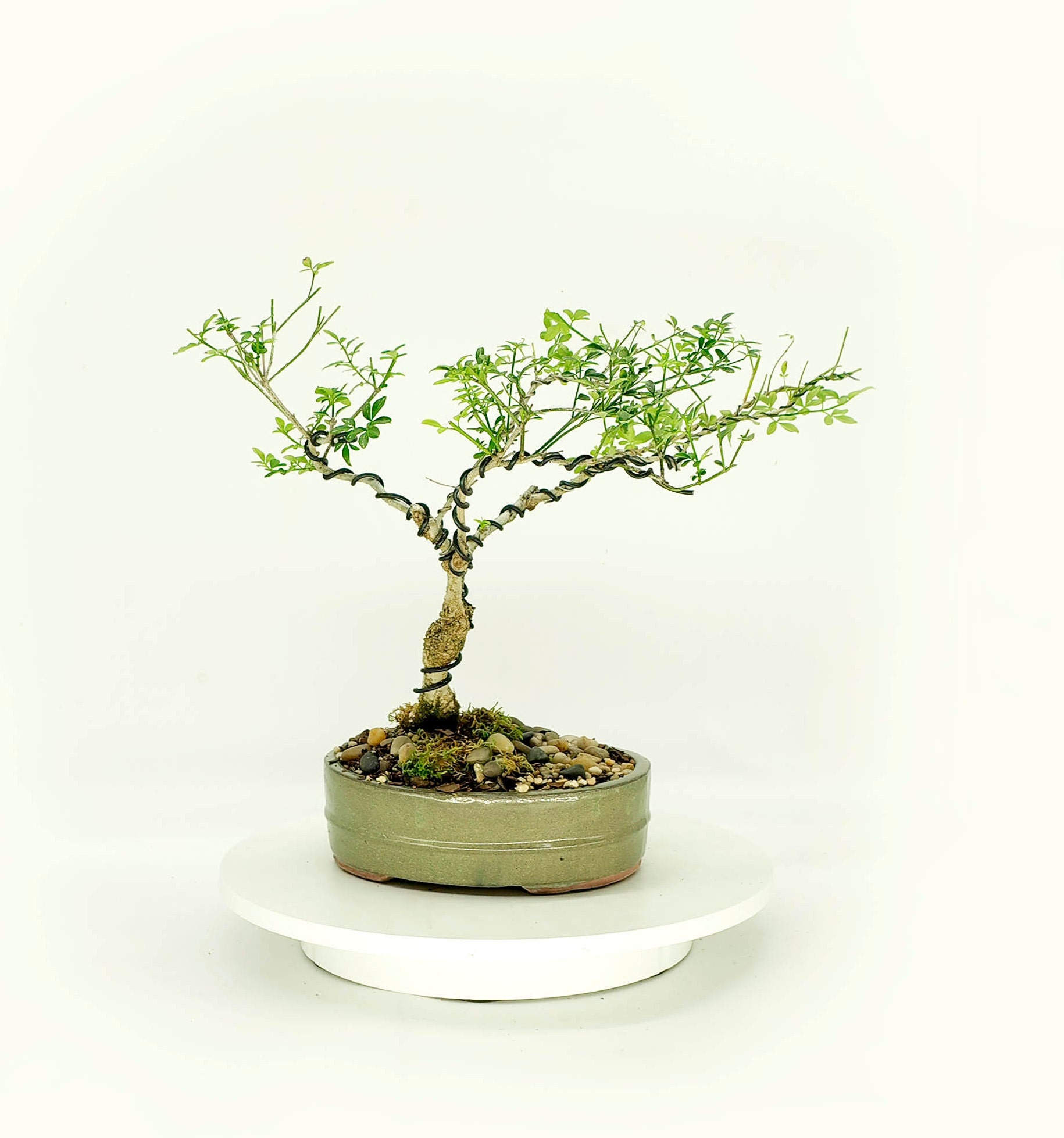 Radermachera (raro) bonsi, coleccin "Beneficios espirituales" de Rare and  Exotic Bonsai - Etsy Mxico