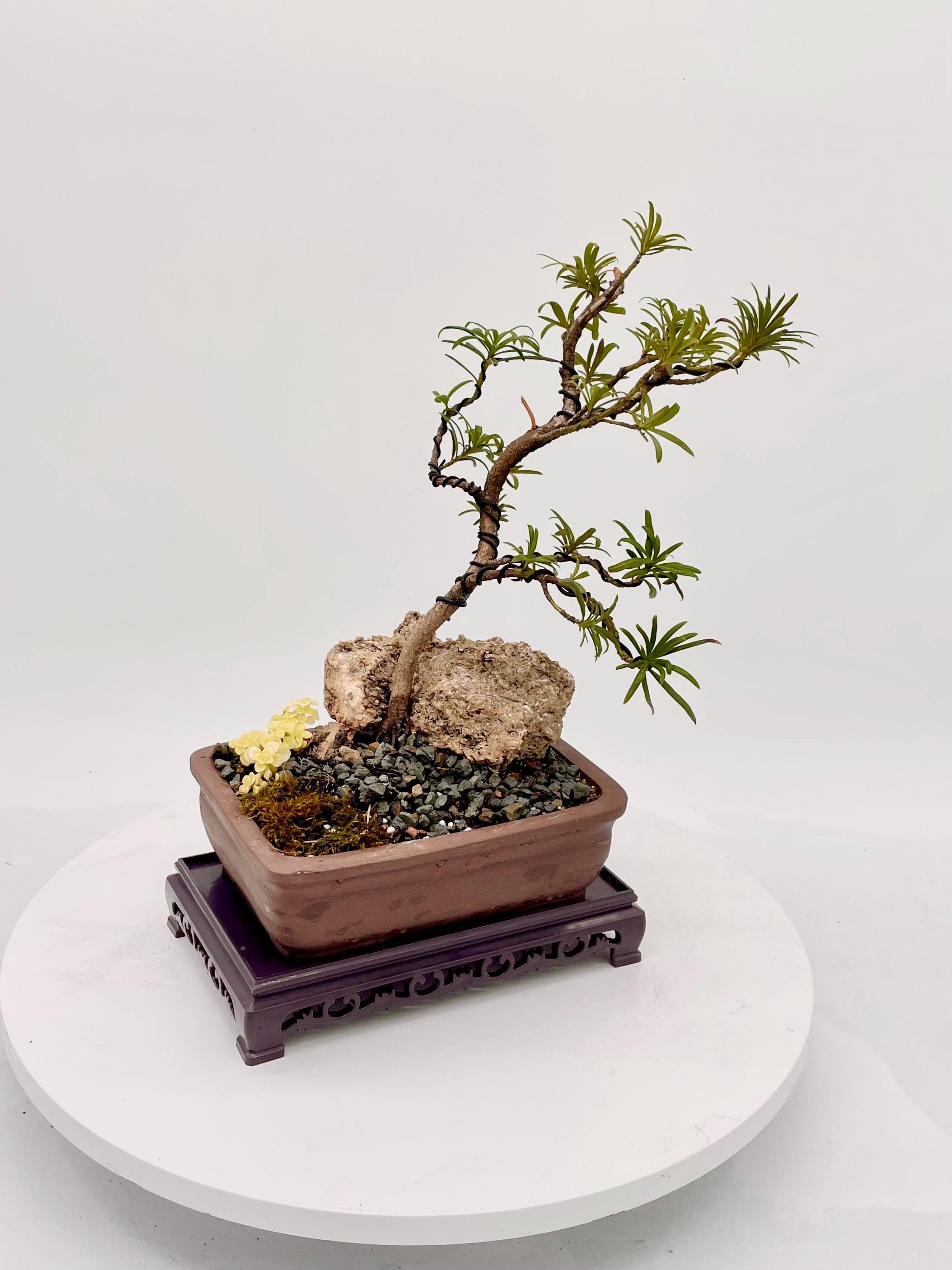 Buddha Pine Bonsai - Etsy