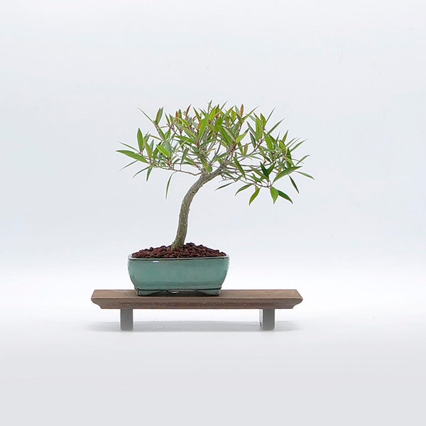 Willow Bonsai Tree Etsy