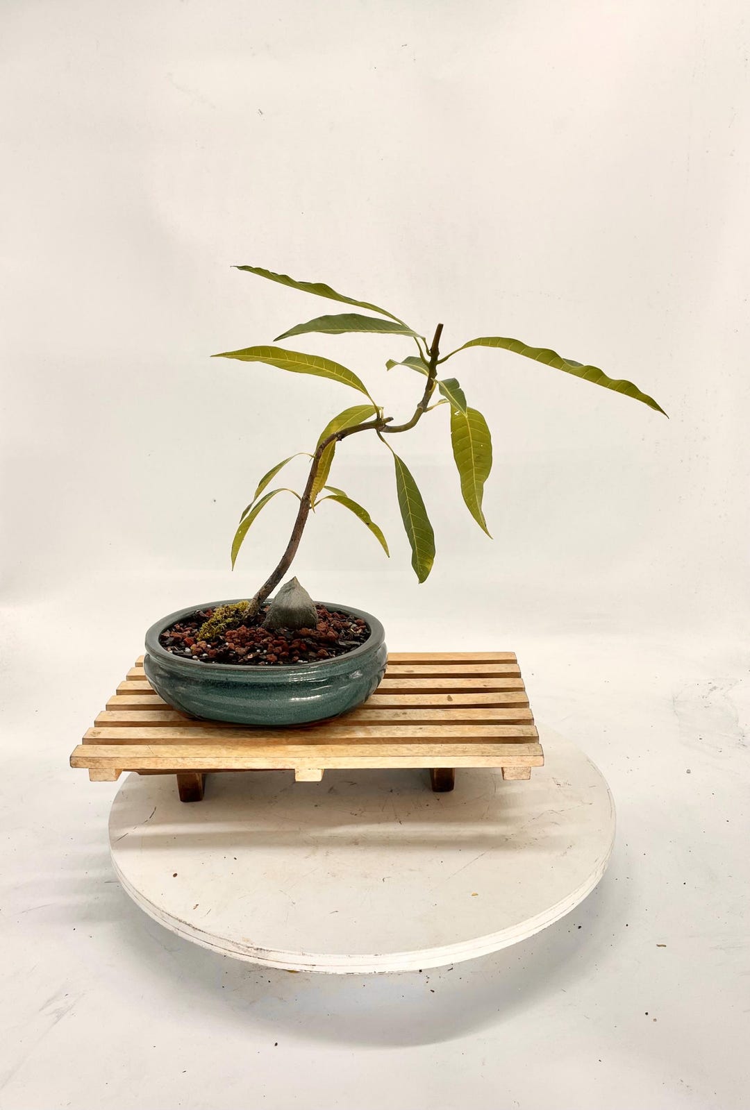 schirmakazie bonsai Japanese Juniper Shimpaku Bonsai 日本真柏 – bonsai-inc main image 1